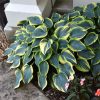 Hosta First Frost #1 - Image 2